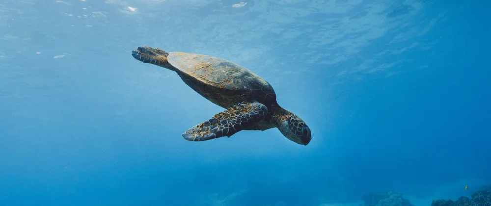 Profundezas do Node.js: Explorando I/O Assíncrono